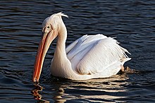 Pelikan
