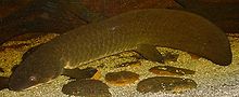 Lungfisk