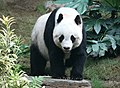 Pandor.