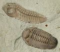 Trilobiter. Foto: Moussa Direct Ltd. / Wikipedia